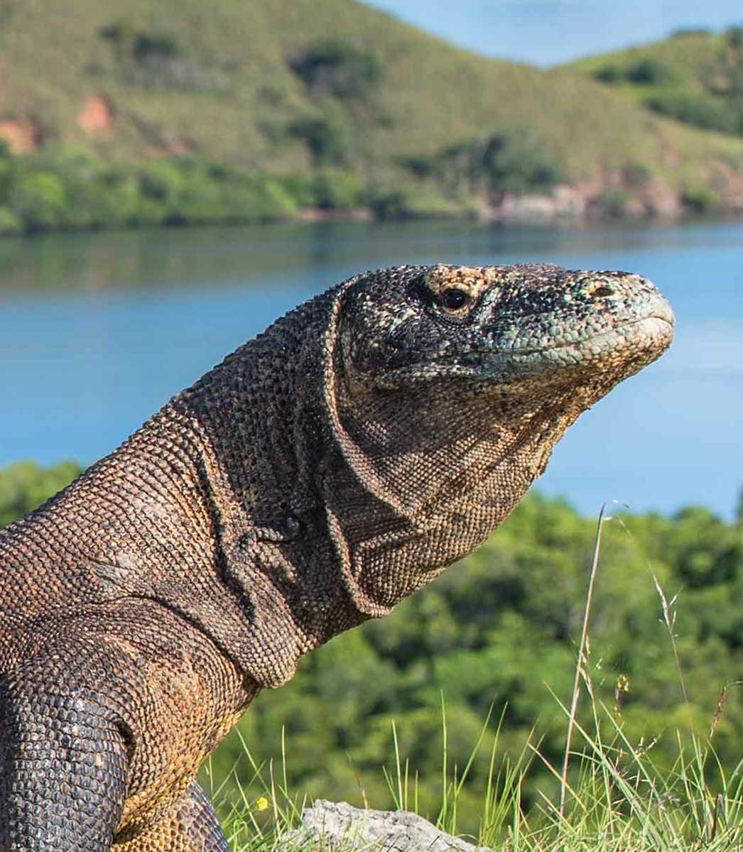 labuan bajo tour packages